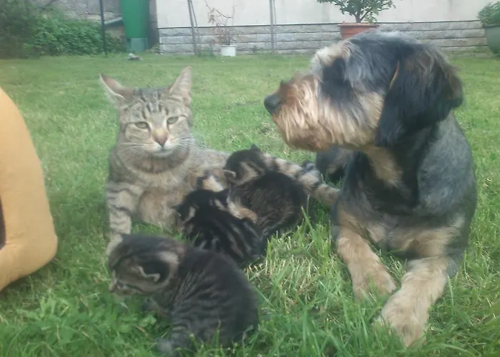 Apartment Gutendorf Bad Berka